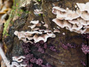Mushrooms on the Branches - Grzyby na Konarach